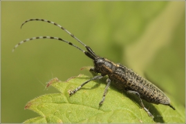<p>KOZLÍČEK ÚZKOŠTÍTÝ (Agapanthia villosoviridescens) ---- /Golden-bloomed grey longhorn beetle - Scheckhorn-Distelbock/</p>